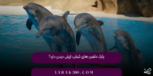 پارک دلفین‌ های کیش، ارزش دیدن دارد؟